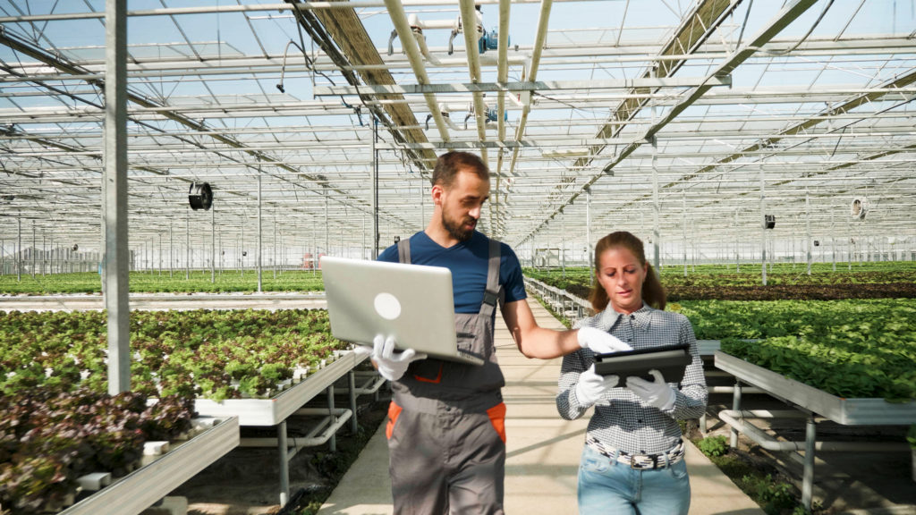 A pair of greenhouse owners using IoT to set the automatic watering schedule for their plants.