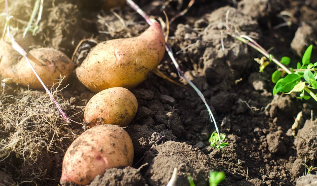 Freshly dug potatoes that were monitored by IoT sensors during their growth.