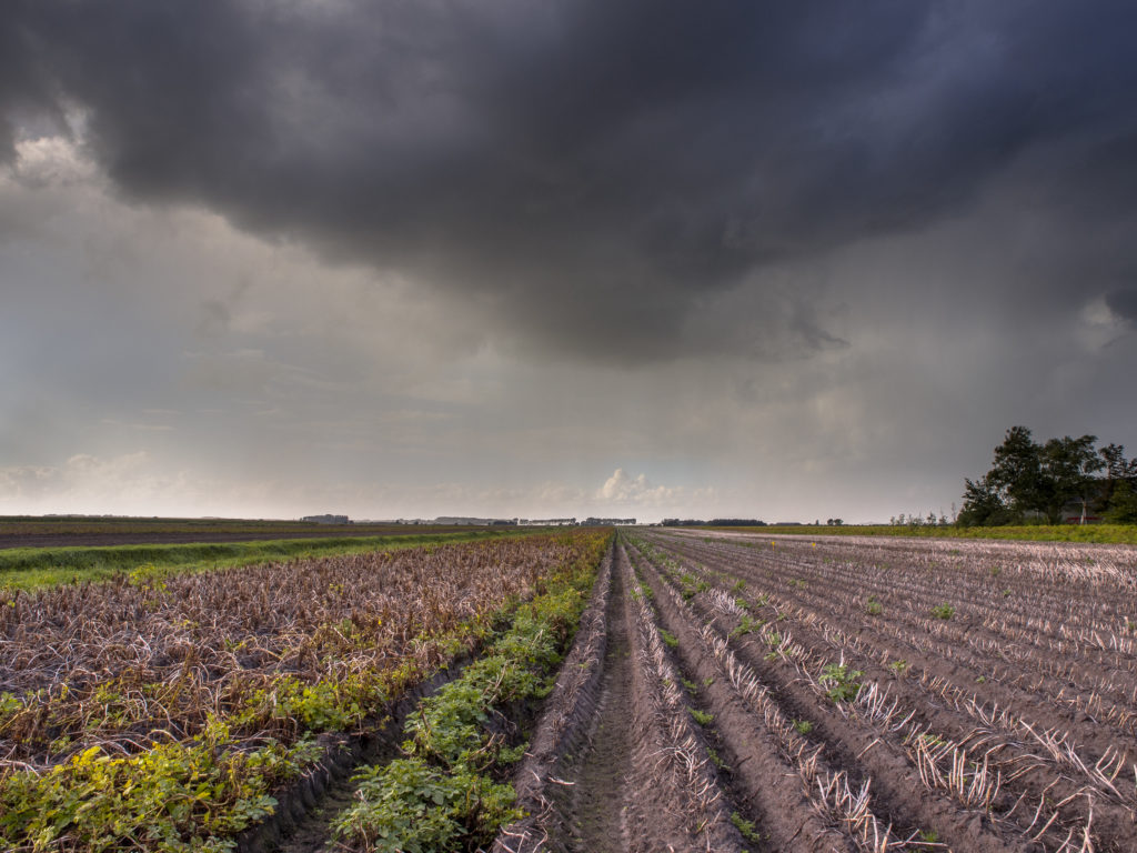 A large field with IoT irrigation sensors that has a storm cloud hovering over it.