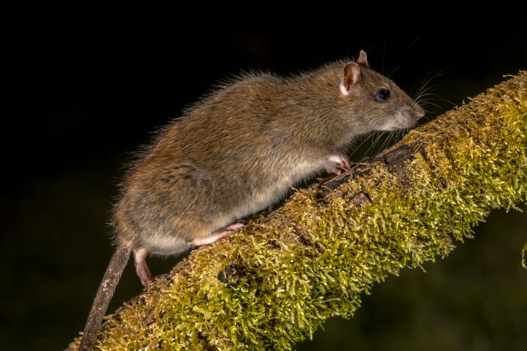 A rat climbing a branch and heading towards an IoT enabled rat trap.